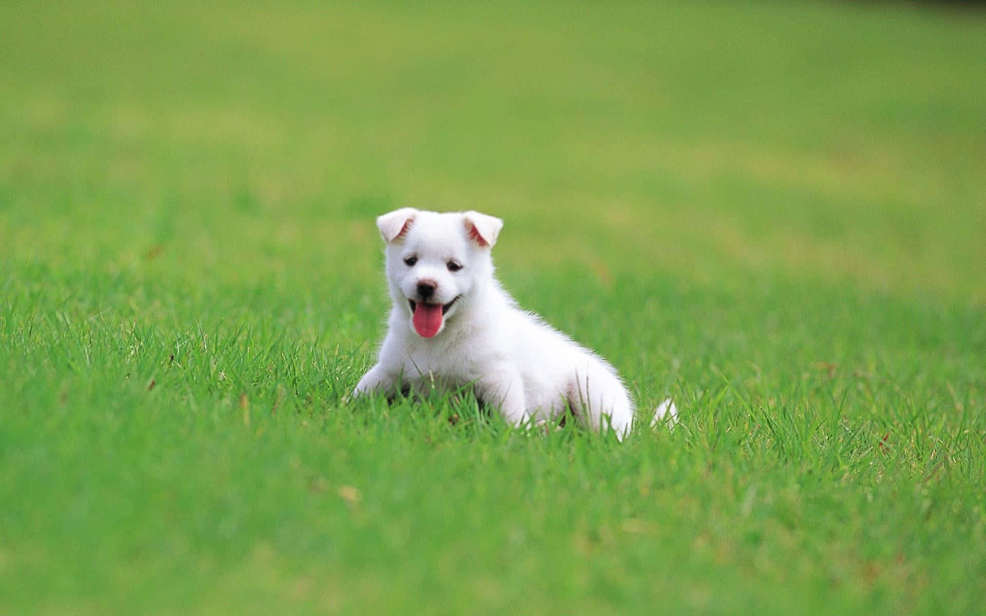 White Dog Pictures