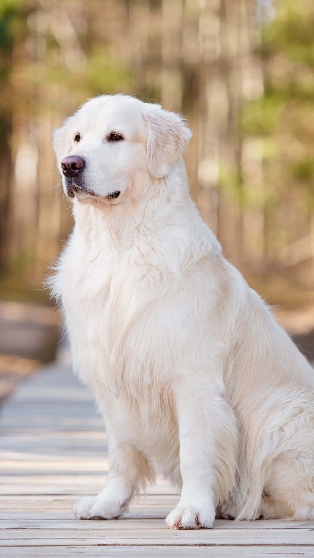 Fotosde Hermosos Perros Blancos