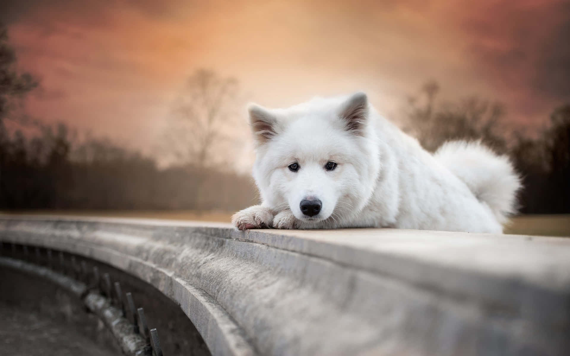 Samoyed hvide hundehvalp billeder tapet