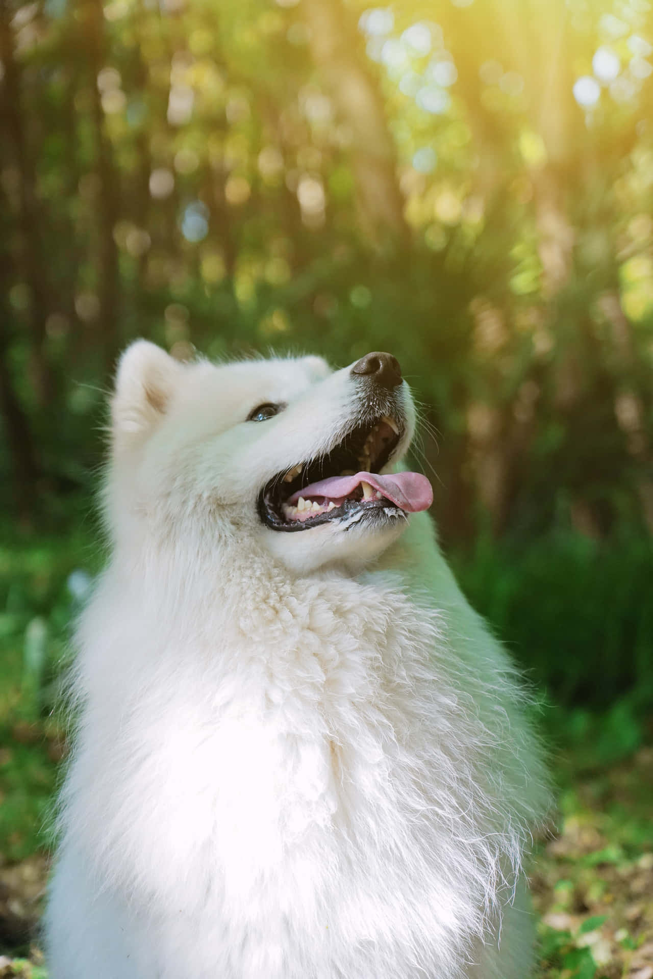 White Dog Pictures 4000 X 6000 Picture