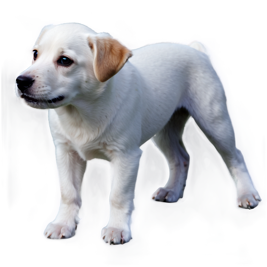 White Dog Transparent Png Ksp PNG