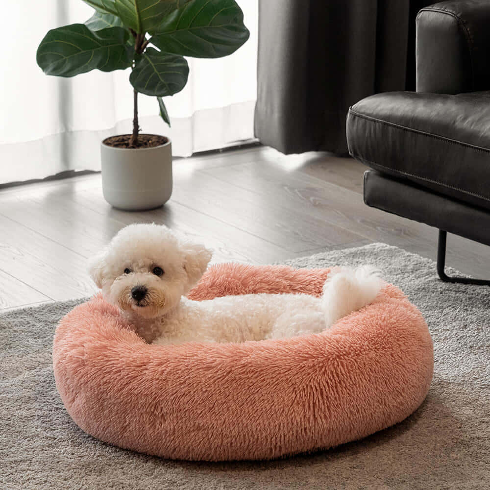 White Dogin Pink Bed Wallpaper
