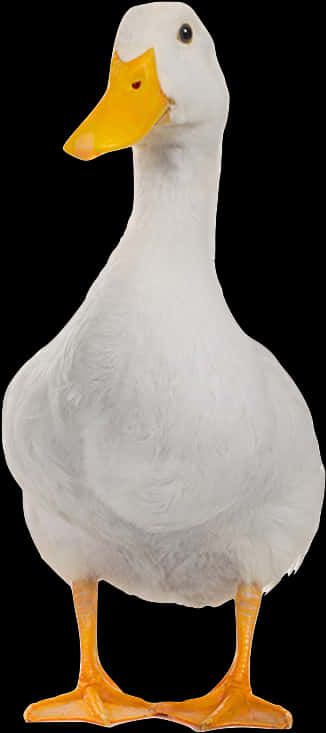 White Domestic Duck Portrait PNG