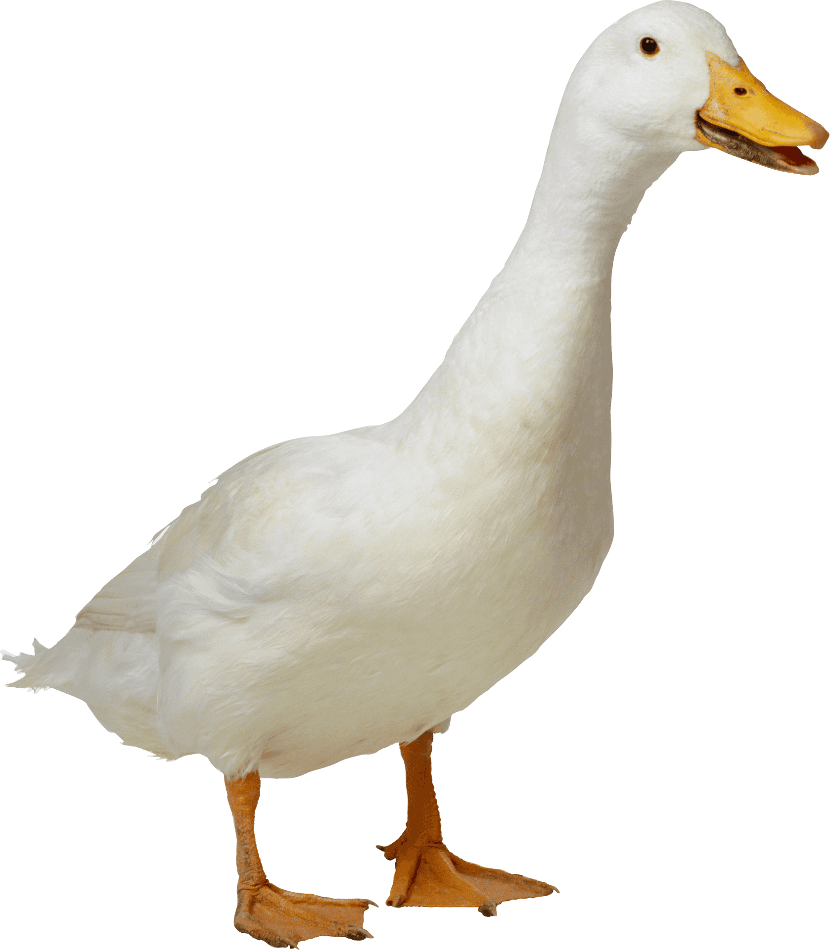 White Domestic Goose Standing PNG