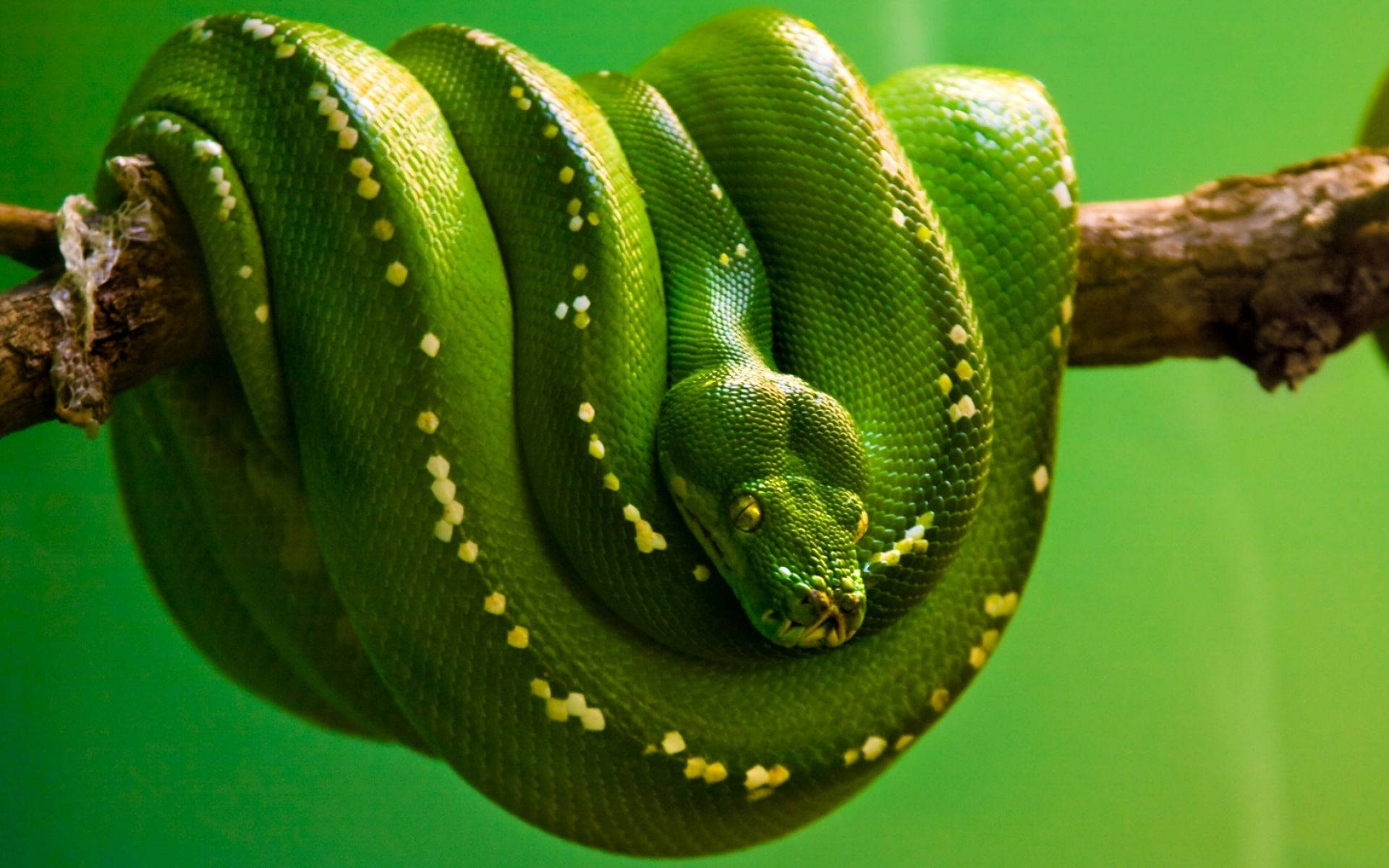 White Dotted Green Snake Wallpaper