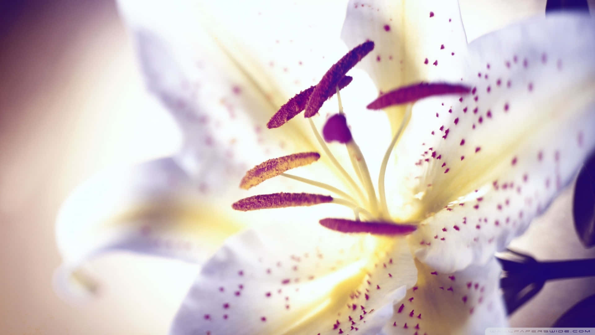 White Dotted Purple Lily Wallpaper
