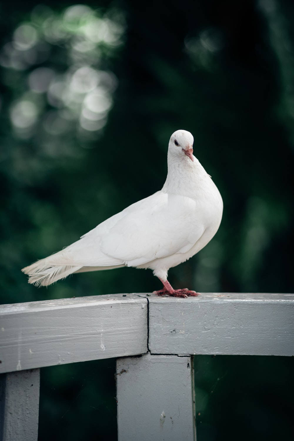 White Dove Bird On Wooden Platform Bokeh Effect Wallpaper