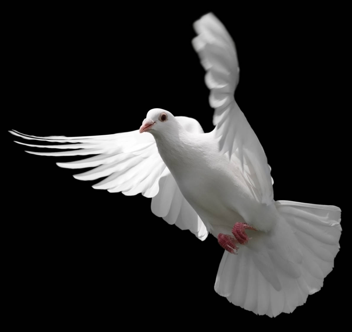 White Dove Flapping Its Wings Wallpaper