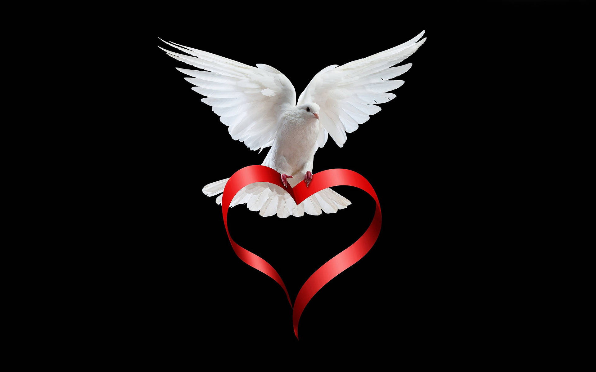 White Dove Holding A Red Heart Wallpaper