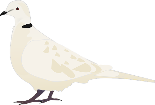 White Dove Illustration PNG