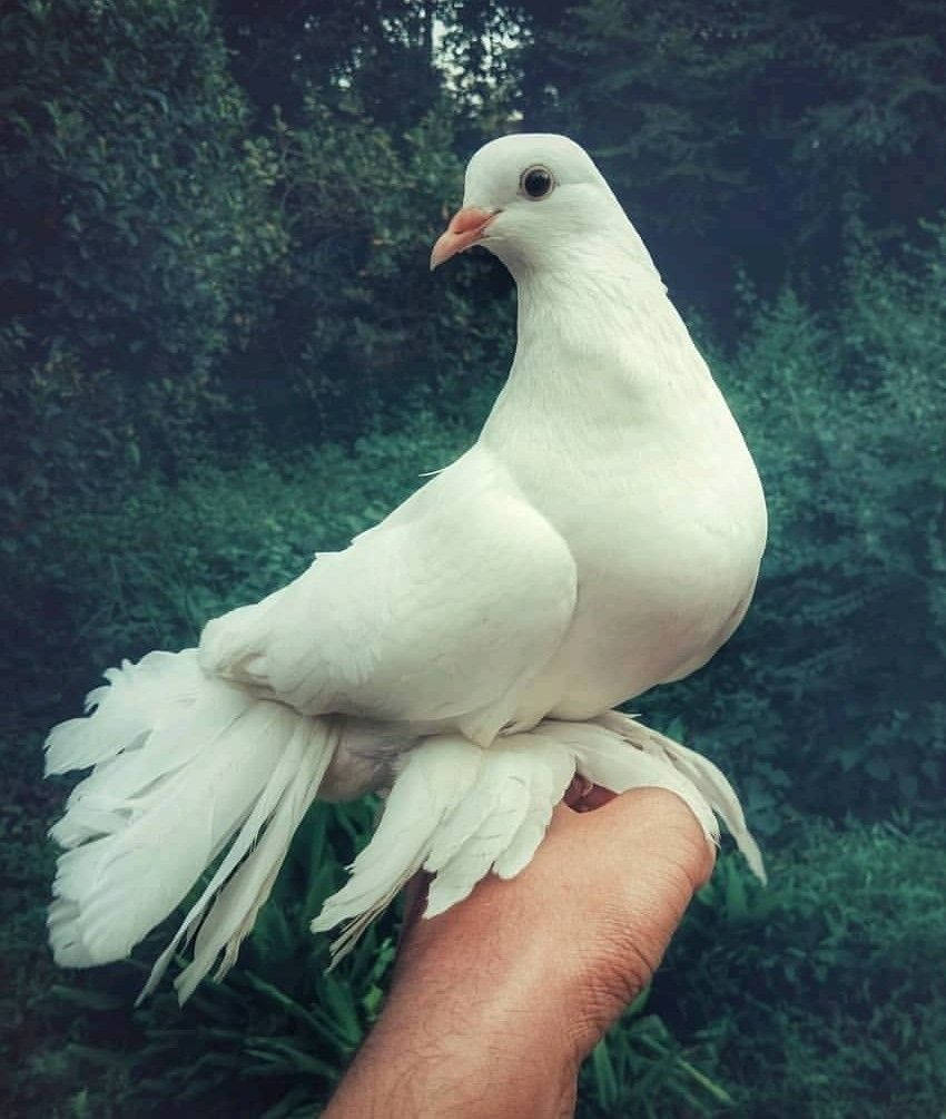 White Dove On A Hand