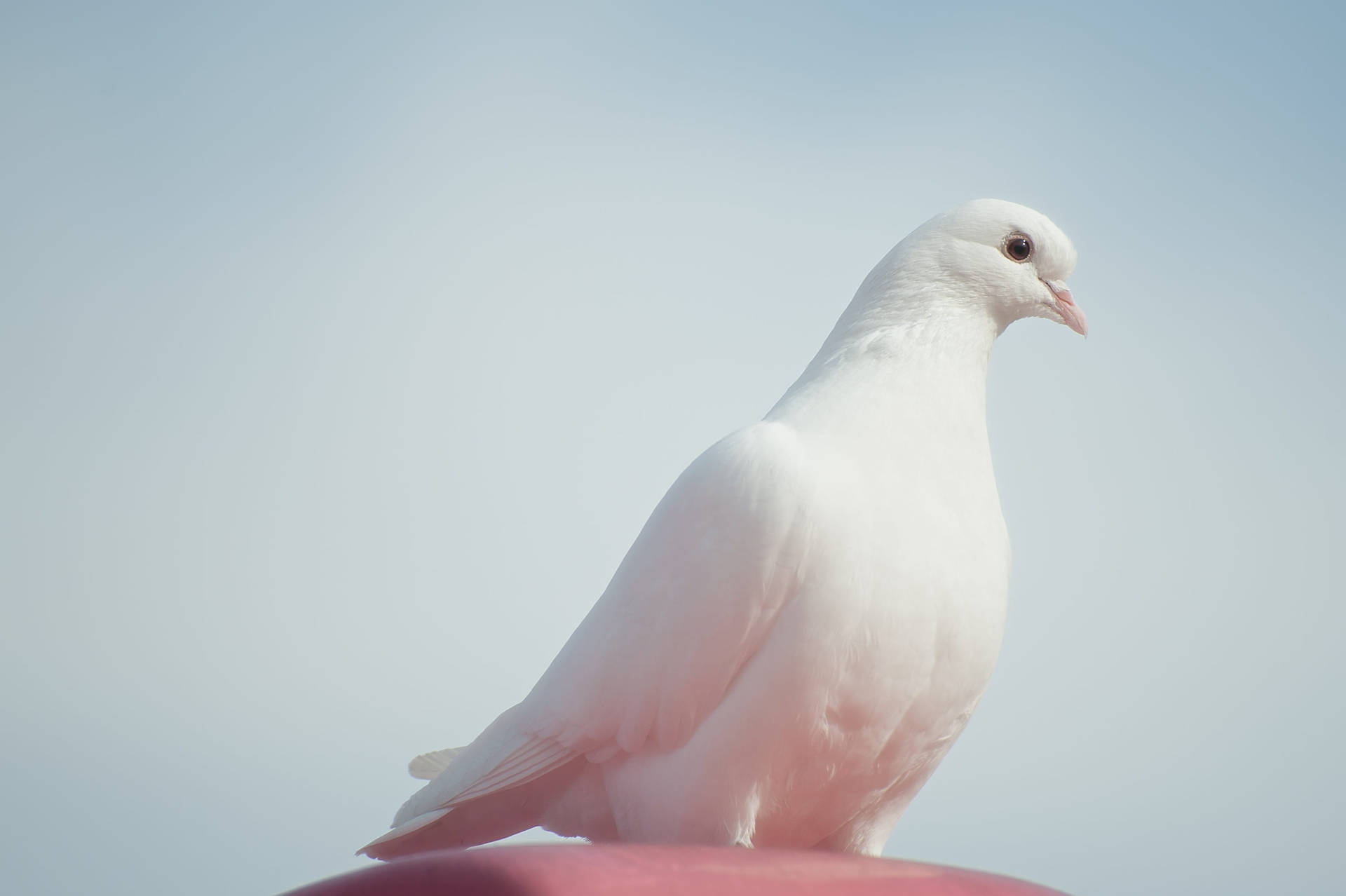White Dove Side-view Shot
