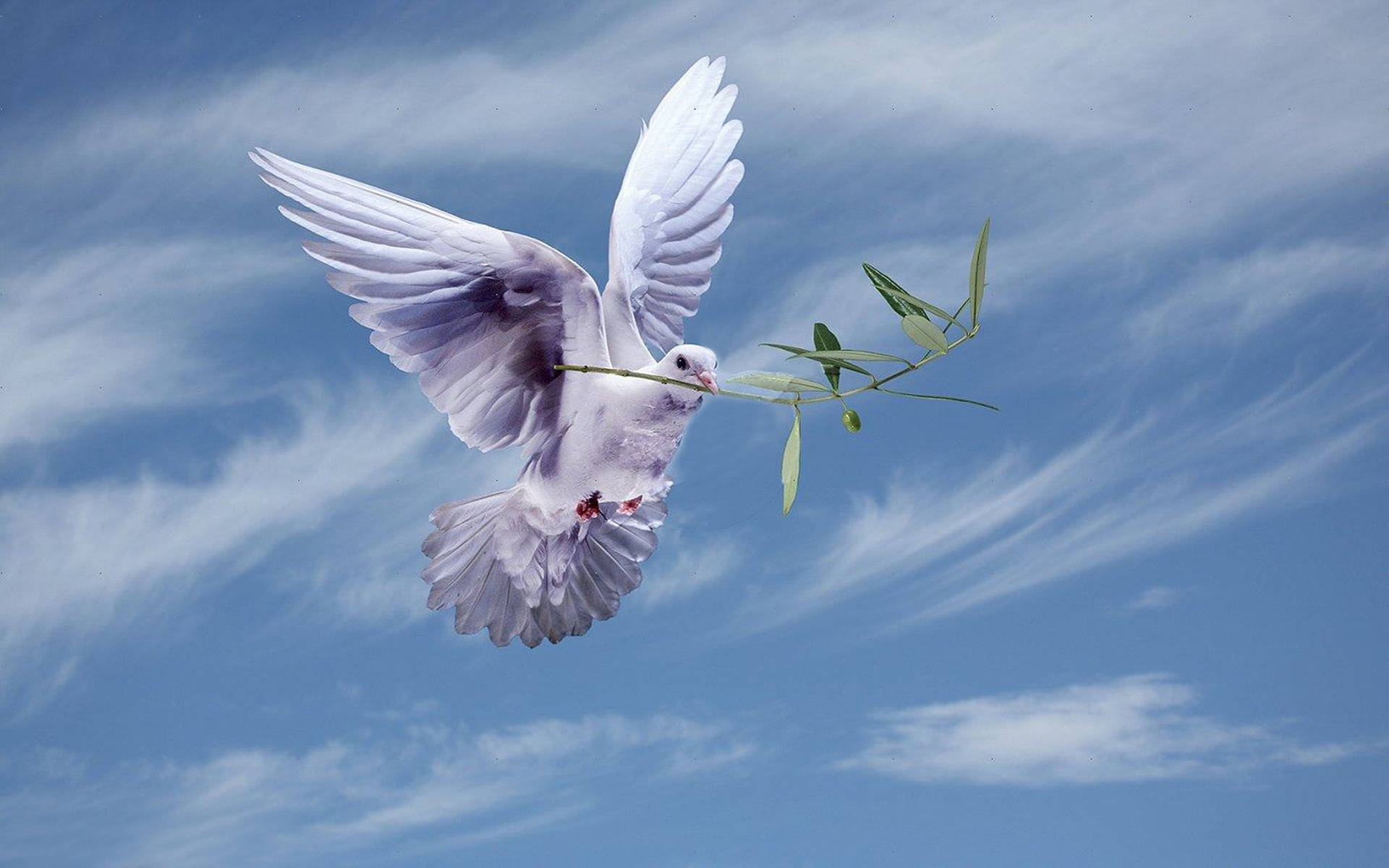 White Dove With Olive Leaves