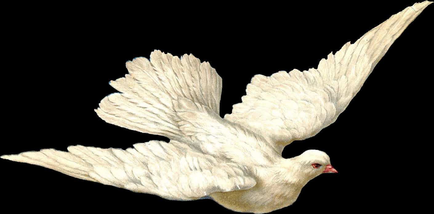 White Dovein Flight PNG
