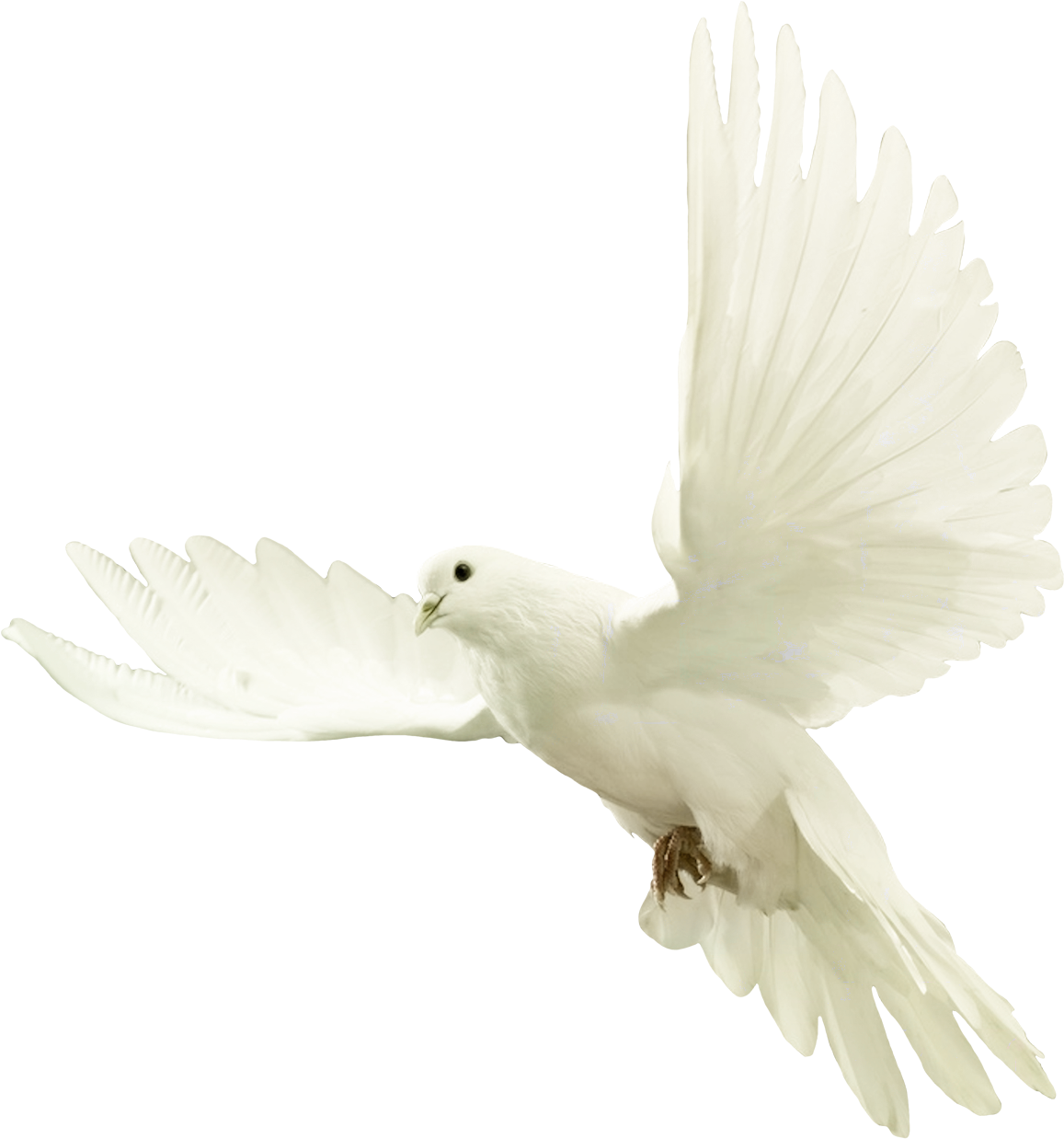 White Dovein Flight PNG