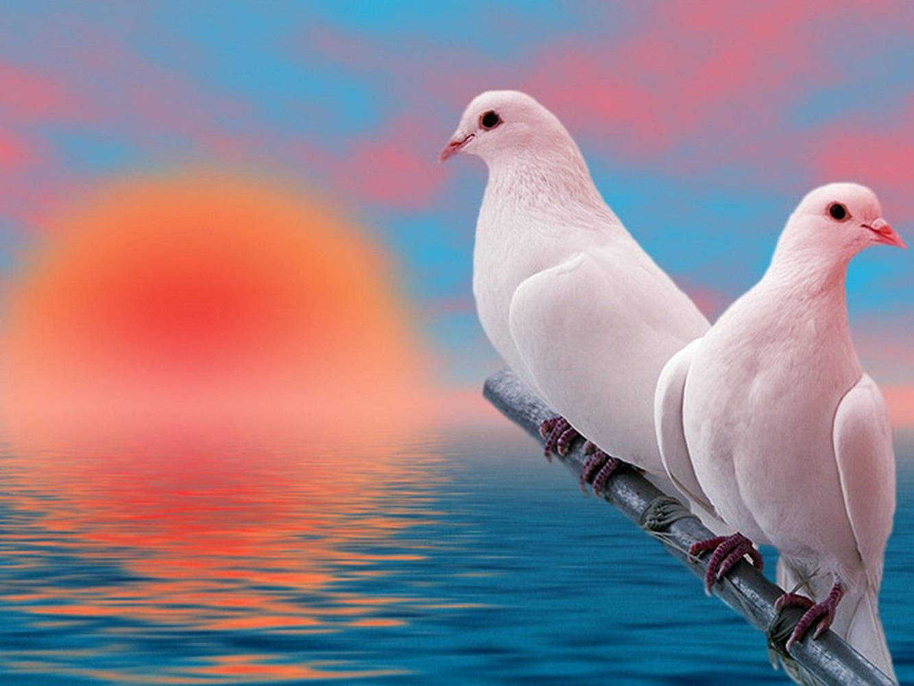 White Doves At Sunset With Pastel Clouds Wallpaper