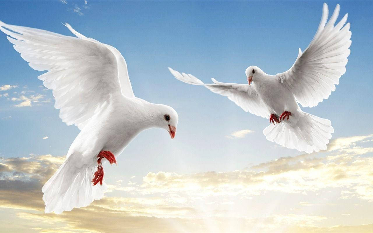 White Doves World Peace Wallpaper