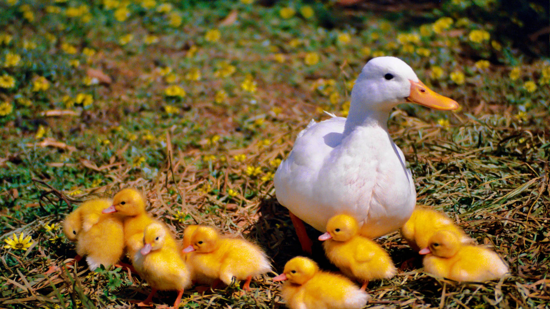 White Duck And Ducklings Wallpaper