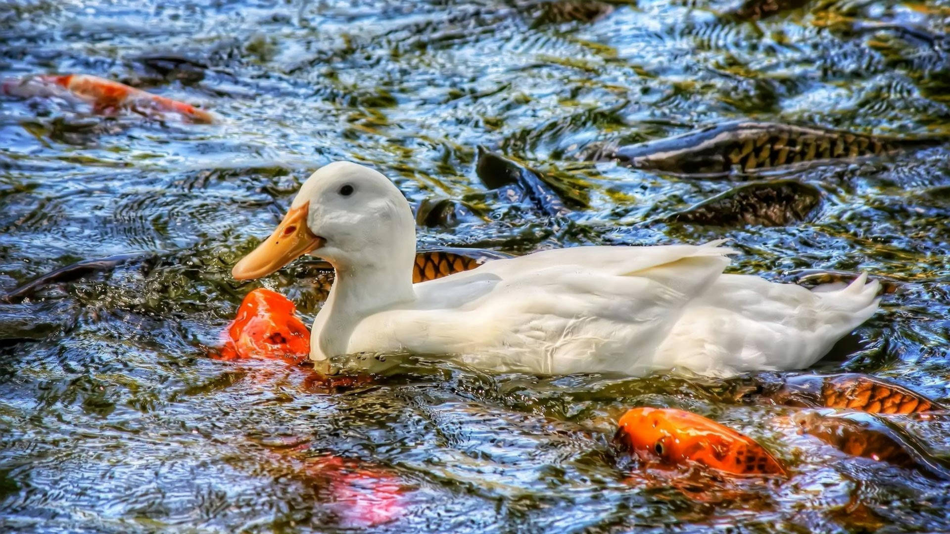 White Duck And Fishes Wallpaper