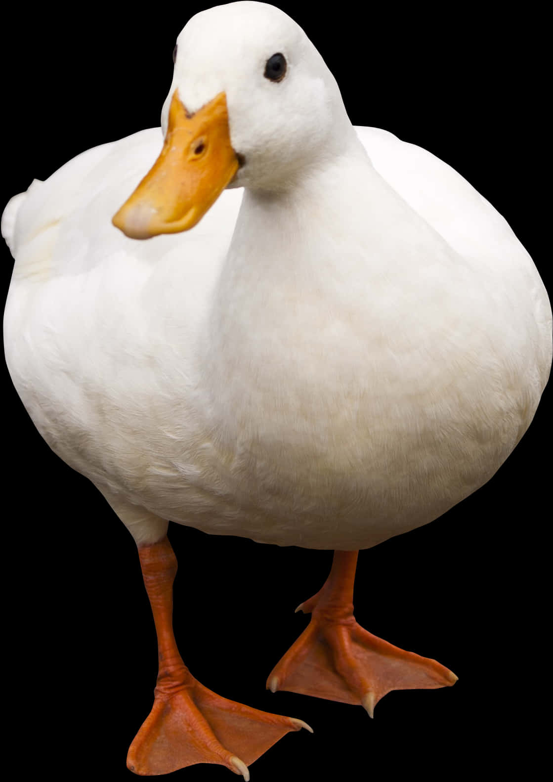 White Duck Black Background PNG