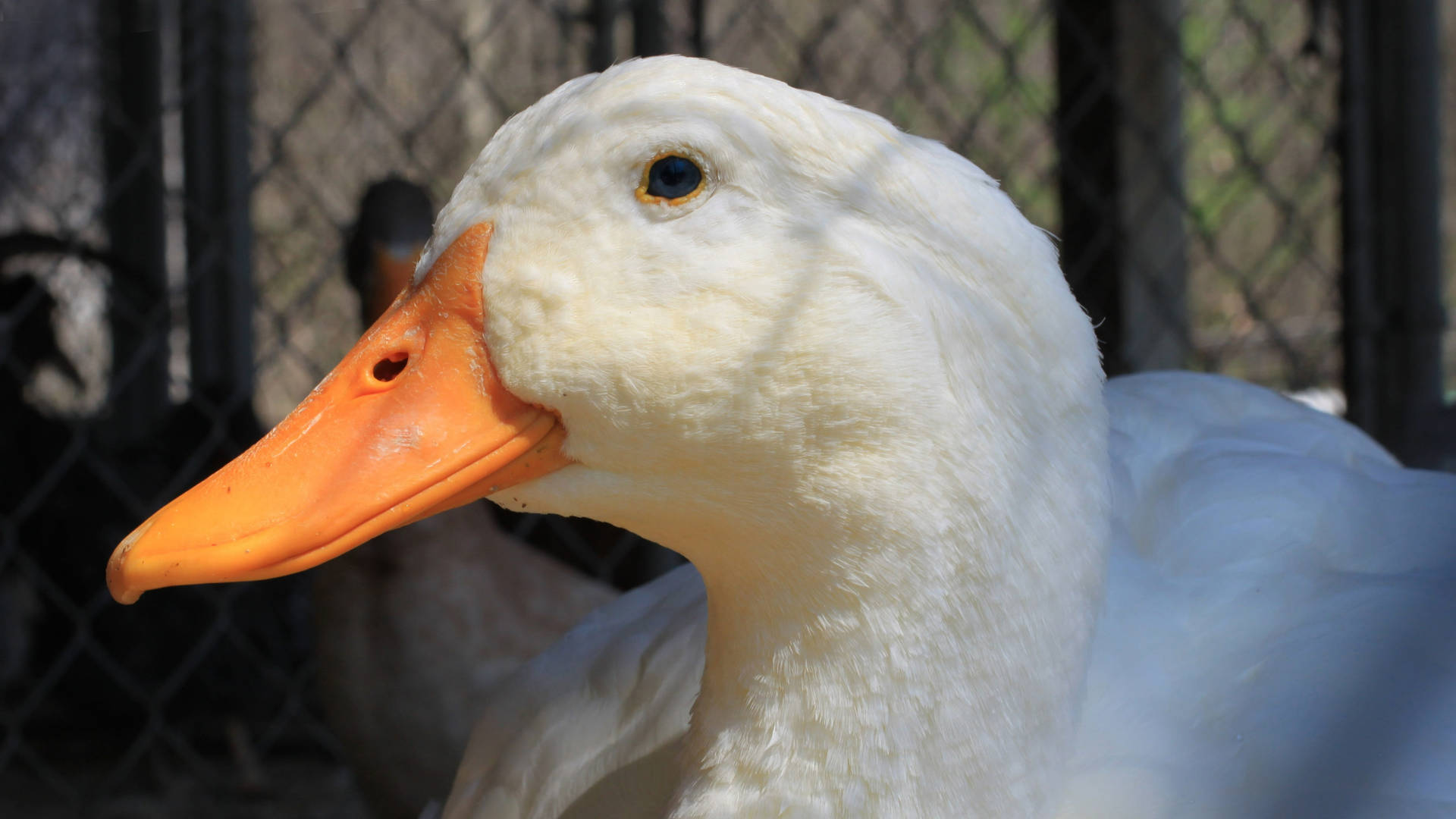 White Duck Face Close-Up Wallpaper