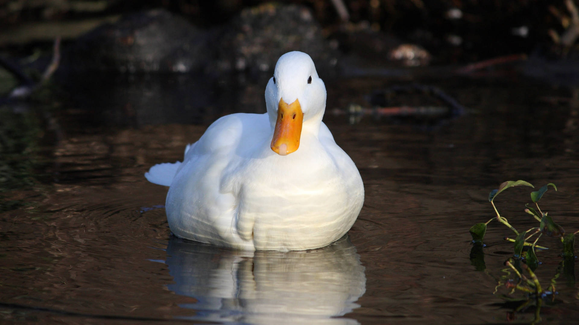 White Duck Floating Front View Wallpaper