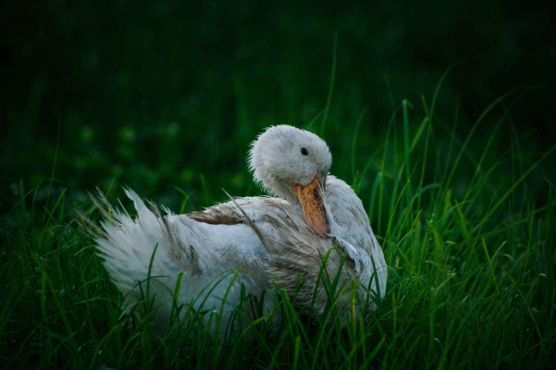 White Duck In Tall Grass Wallpaper