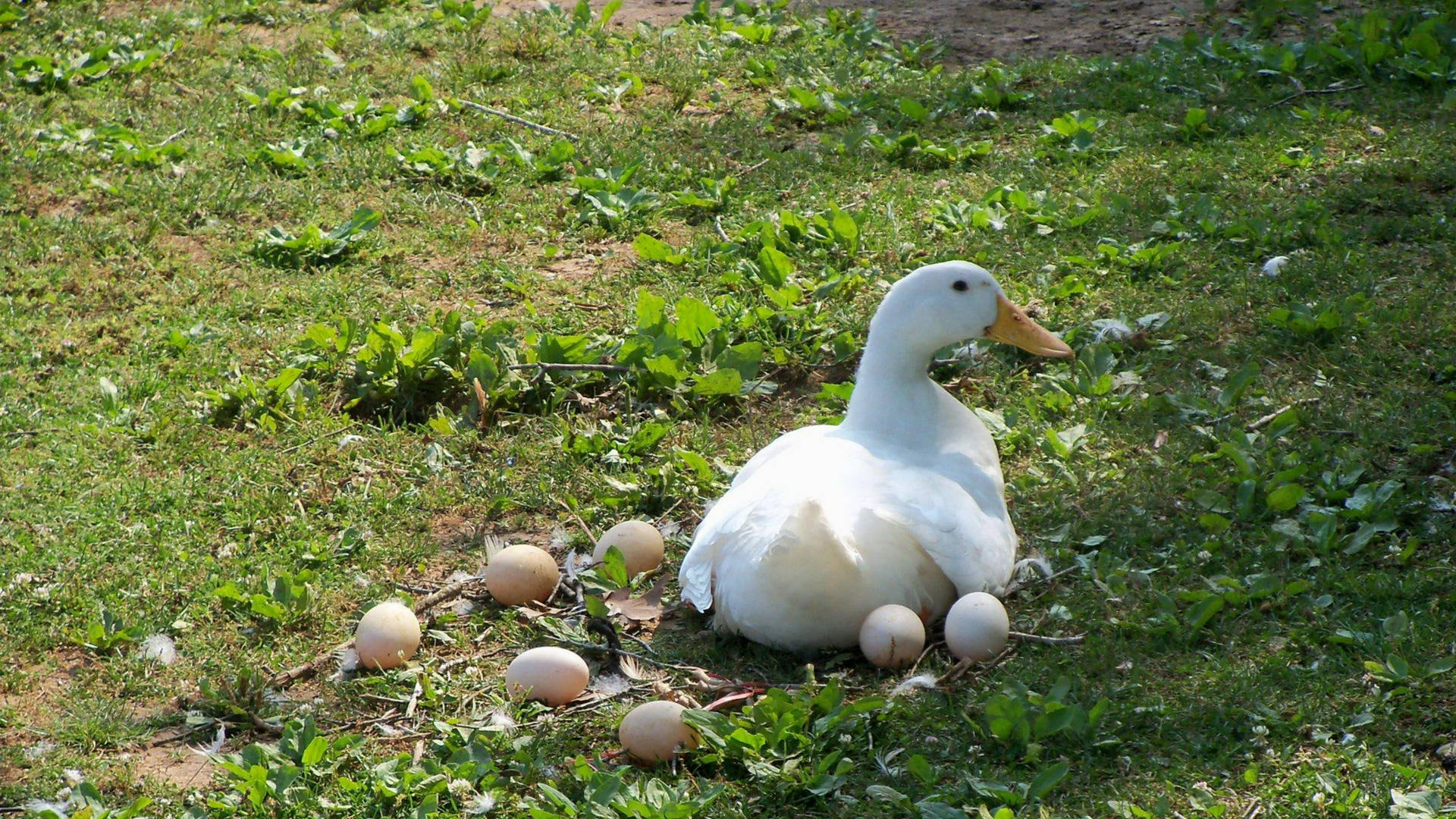 White Duck Laying Eggs Wallpaper