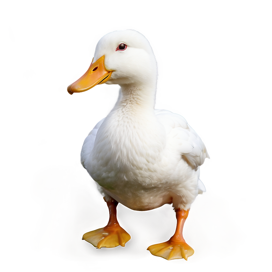 White Duck Png 73 PNG