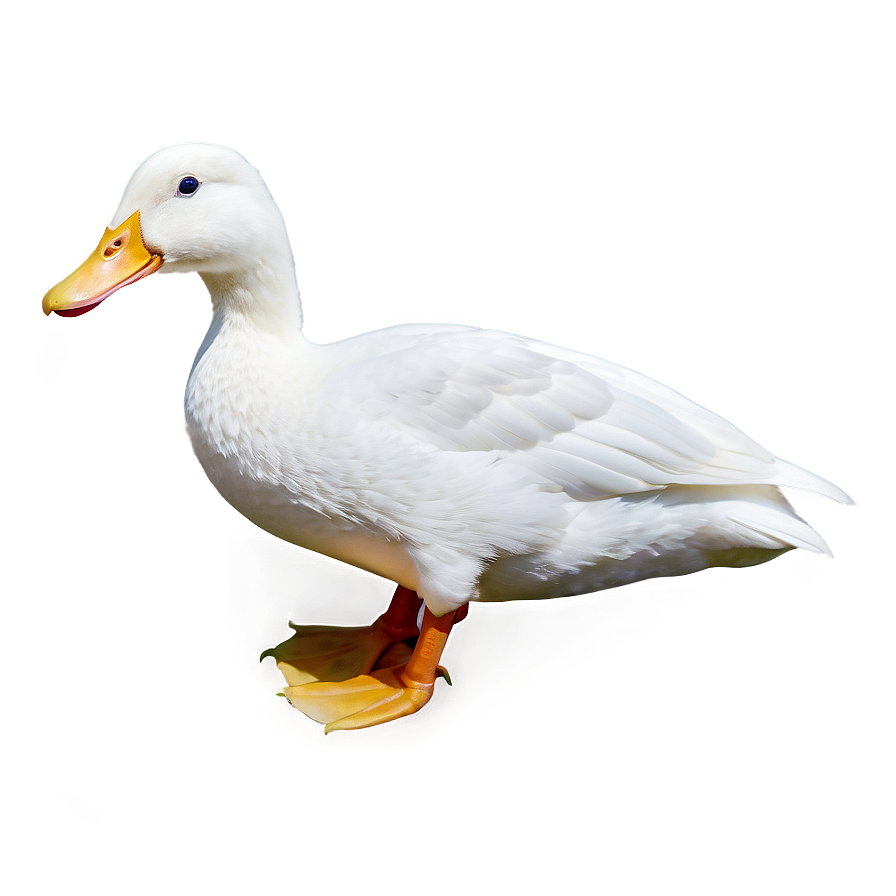 White Duck Png Dba PNG
