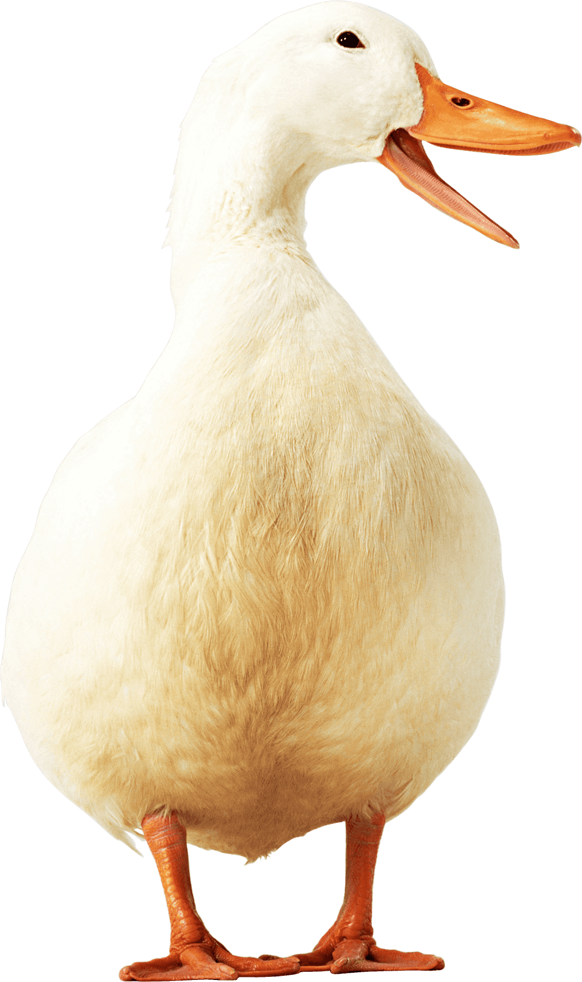 White Duck Quacking Portrait PNG