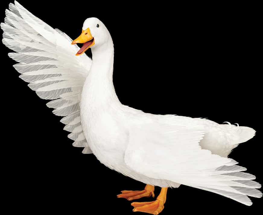 White Duck Spreading Wings PNG