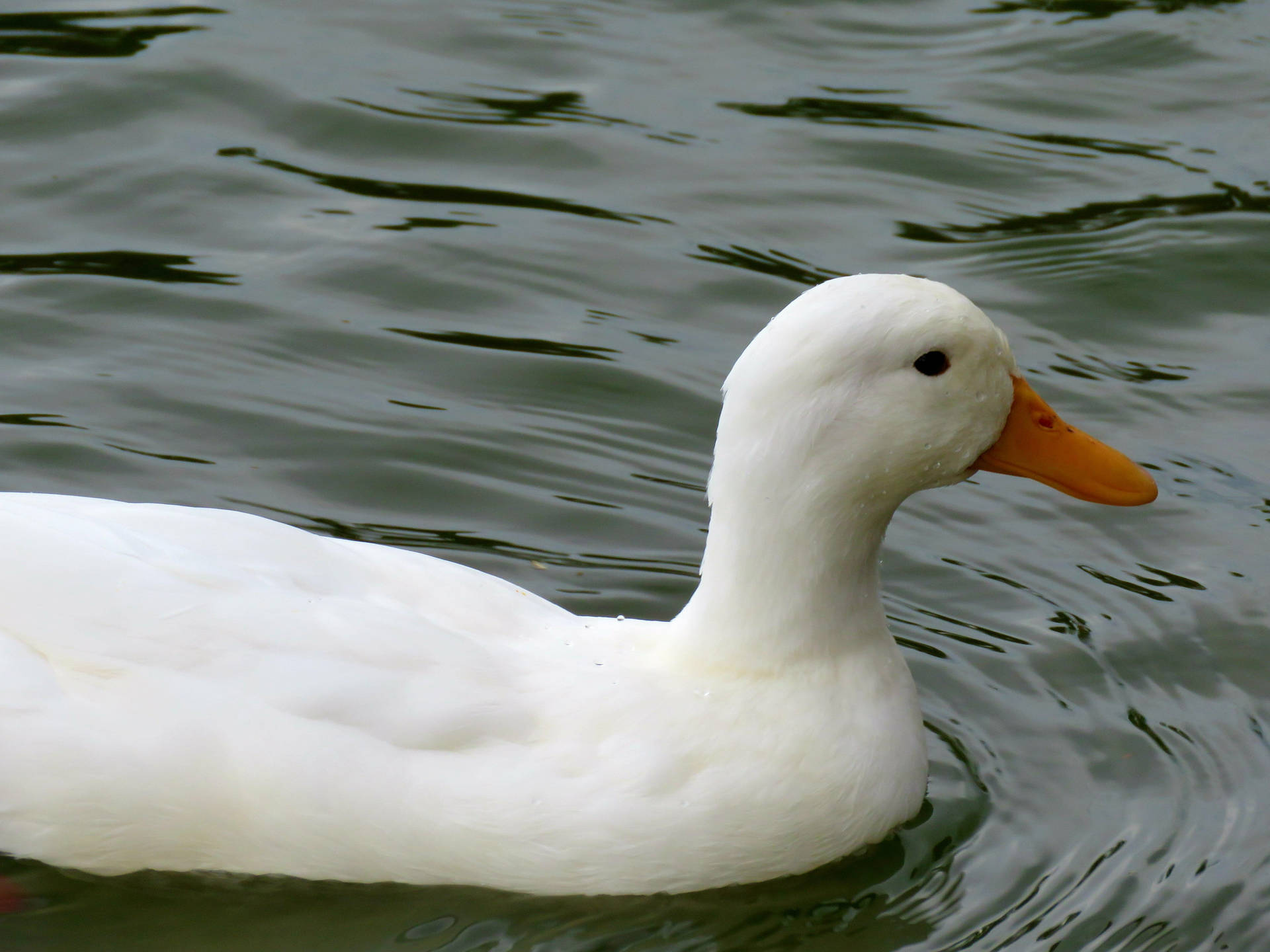 Papelde Parede De Pato Branco Com Ondas Na Água. Papel de Parede