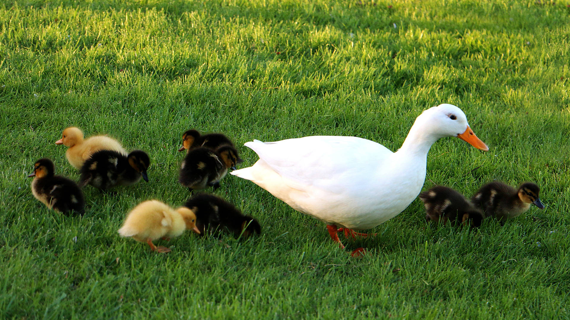 White Duck With Cute Ducklings Wallpaper