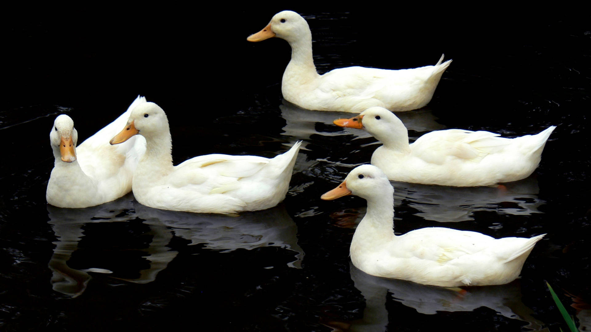 White Ducks In Dark Water Wallpaper