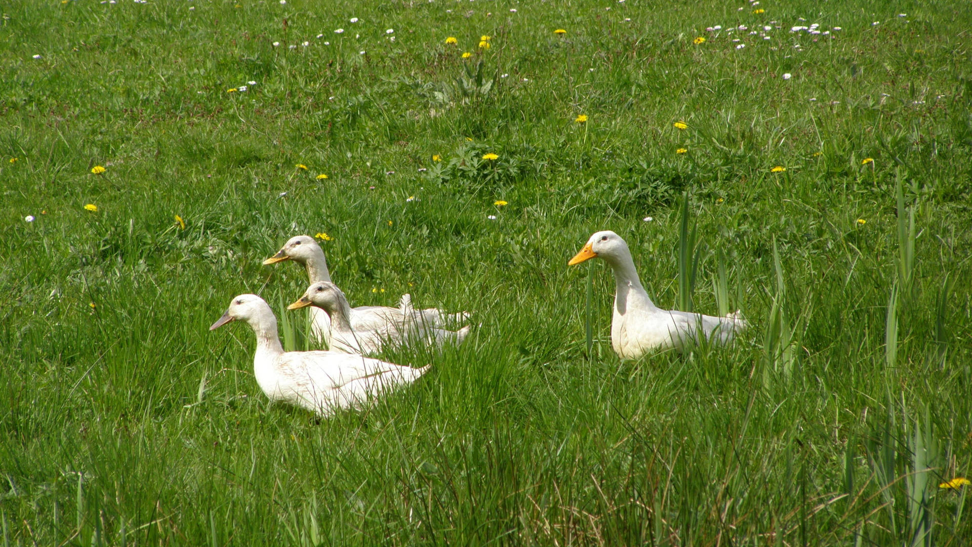 White Ducks In Grass Wallpaper