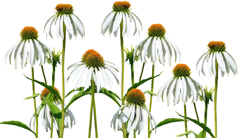 White Echinacea Flowers Transparent Background PNG