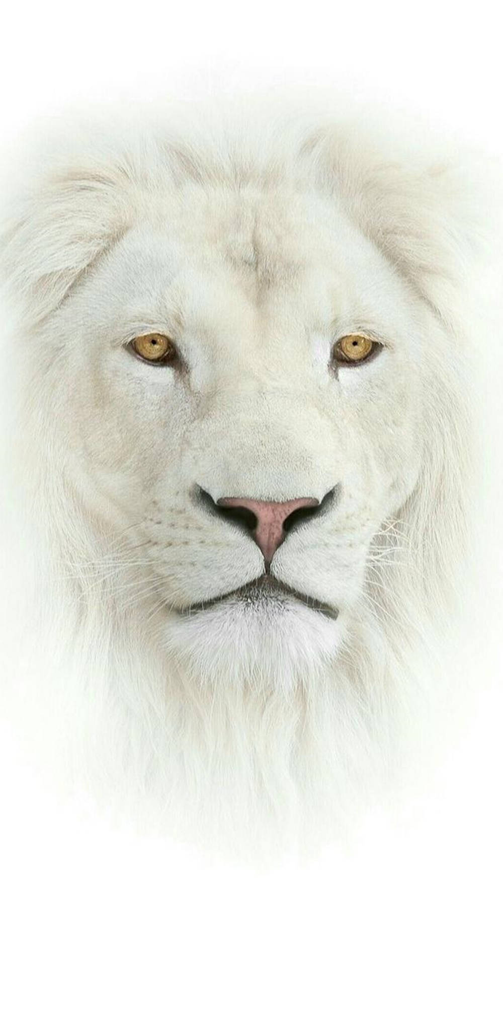 White Face Lion Iphone Wallpaper