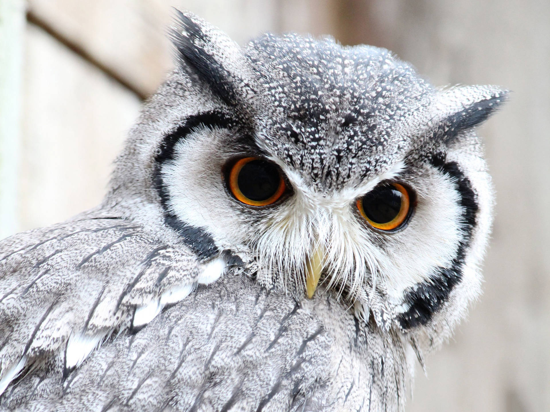White Faced Cute Owl Wallpaper