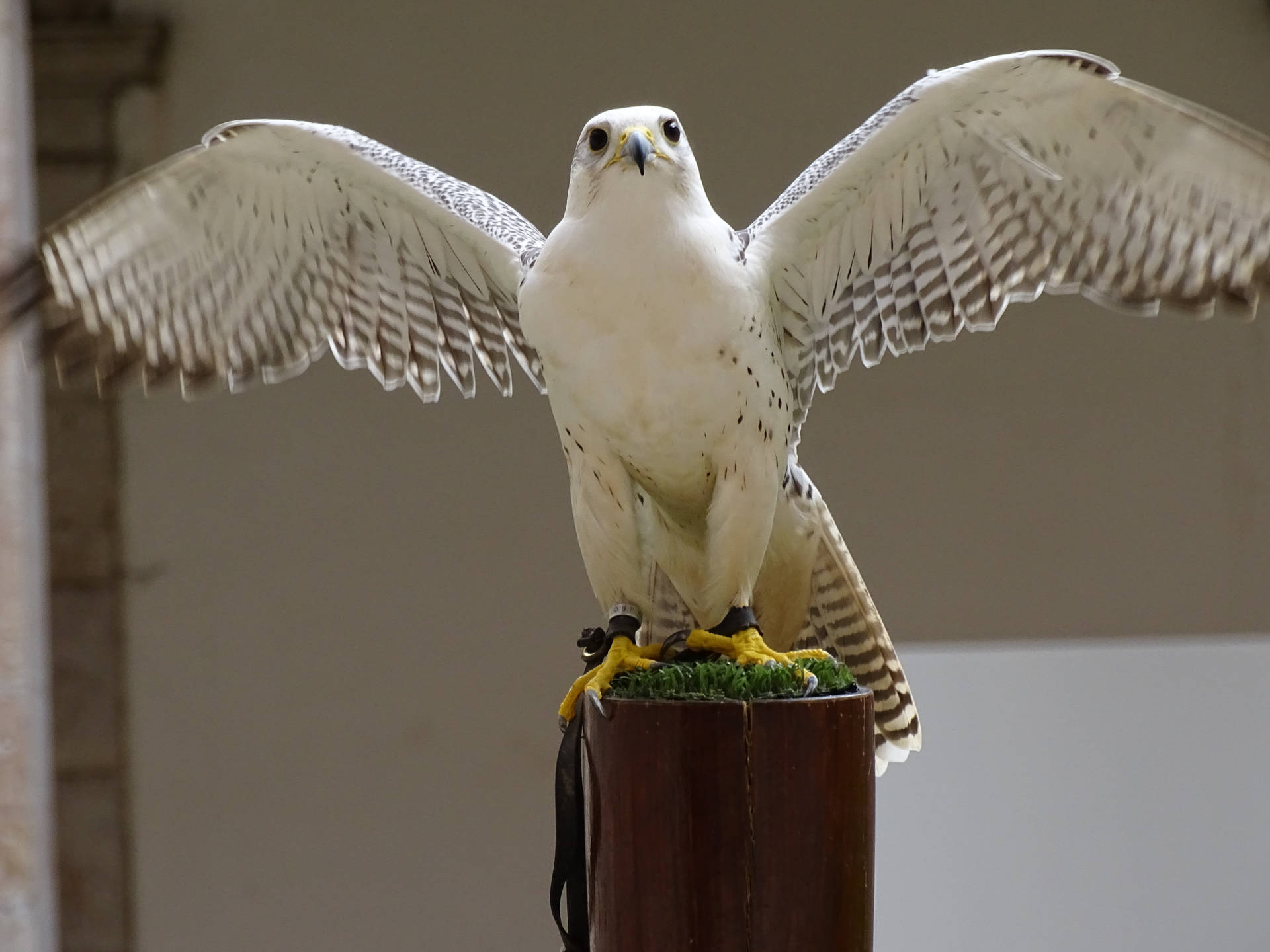 Caption: Majestic White Falcon Spreading Its Wings Wallpaper