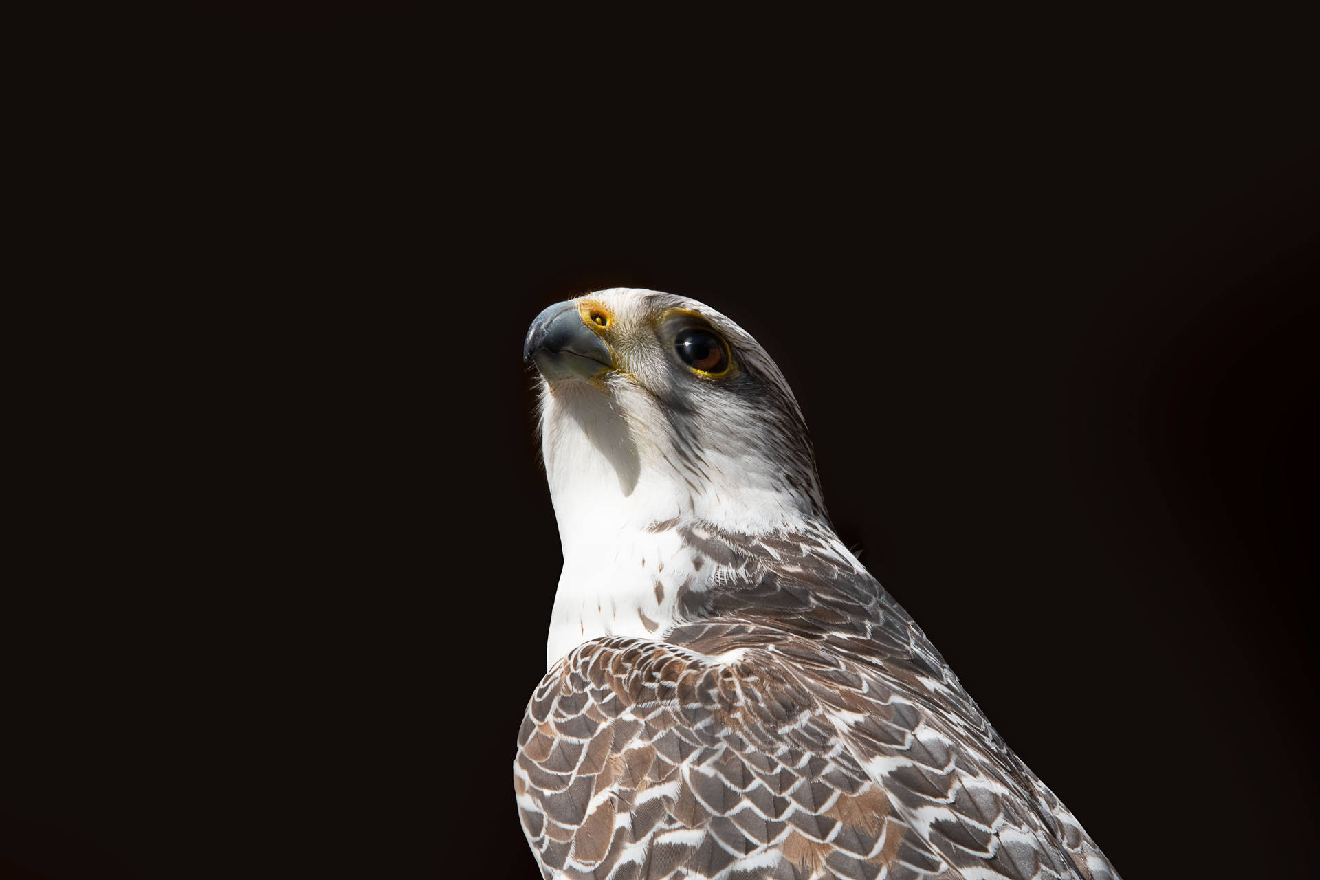 White Falcon With Brown Patches Wallpaper