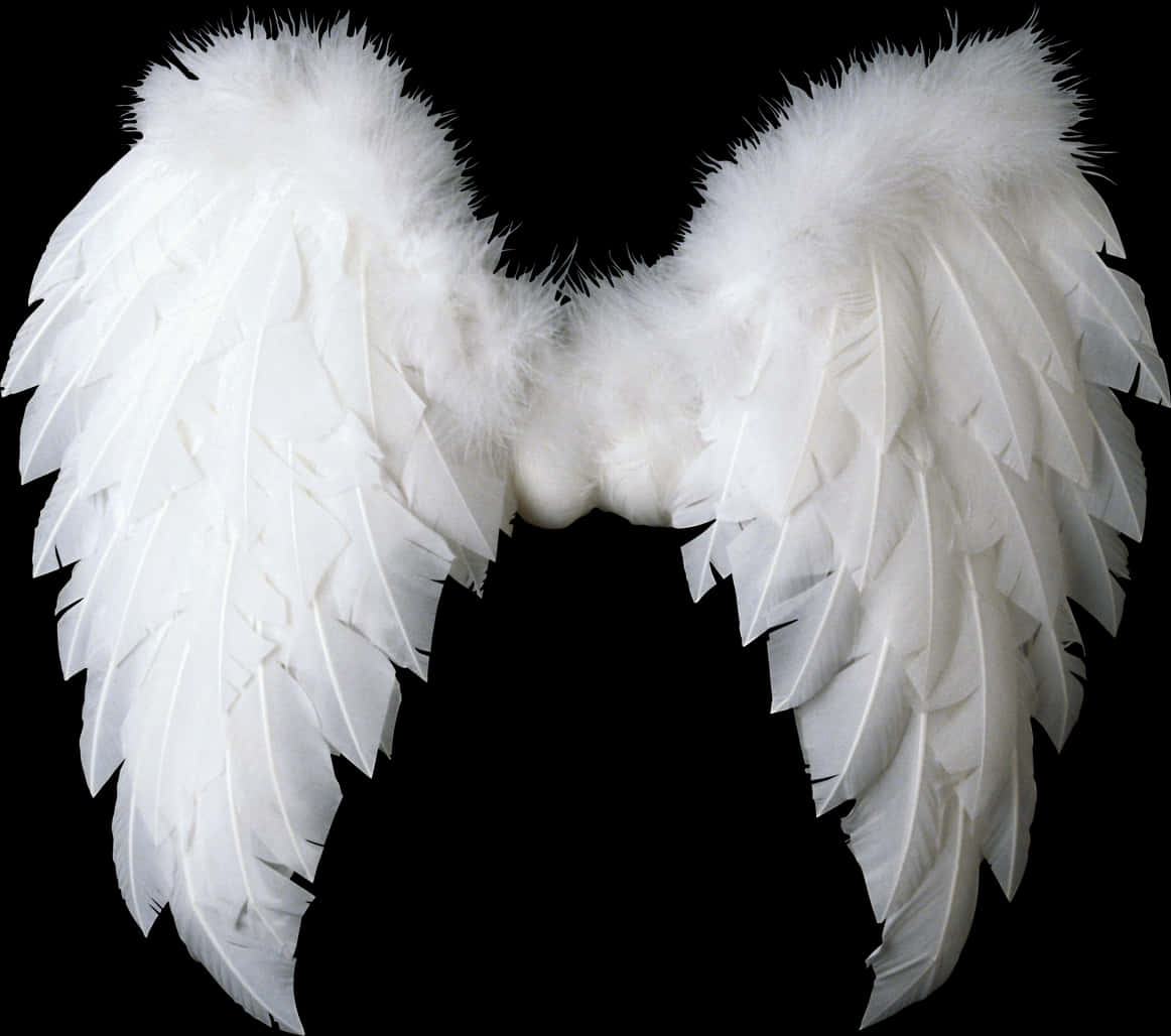 Download White Feathered Angel Wings Isolated | Wallpapers.com