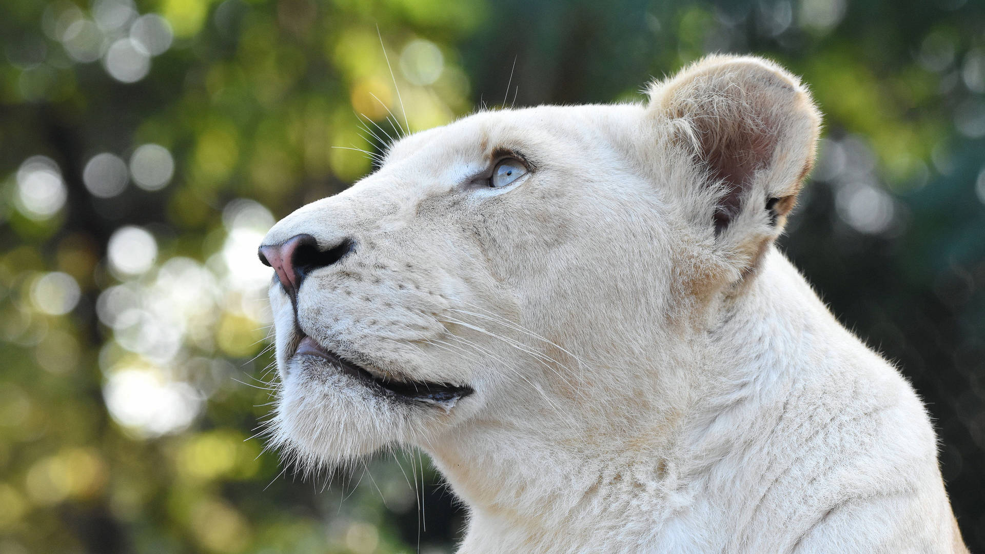 White Female Lion Desktop Wallpaper