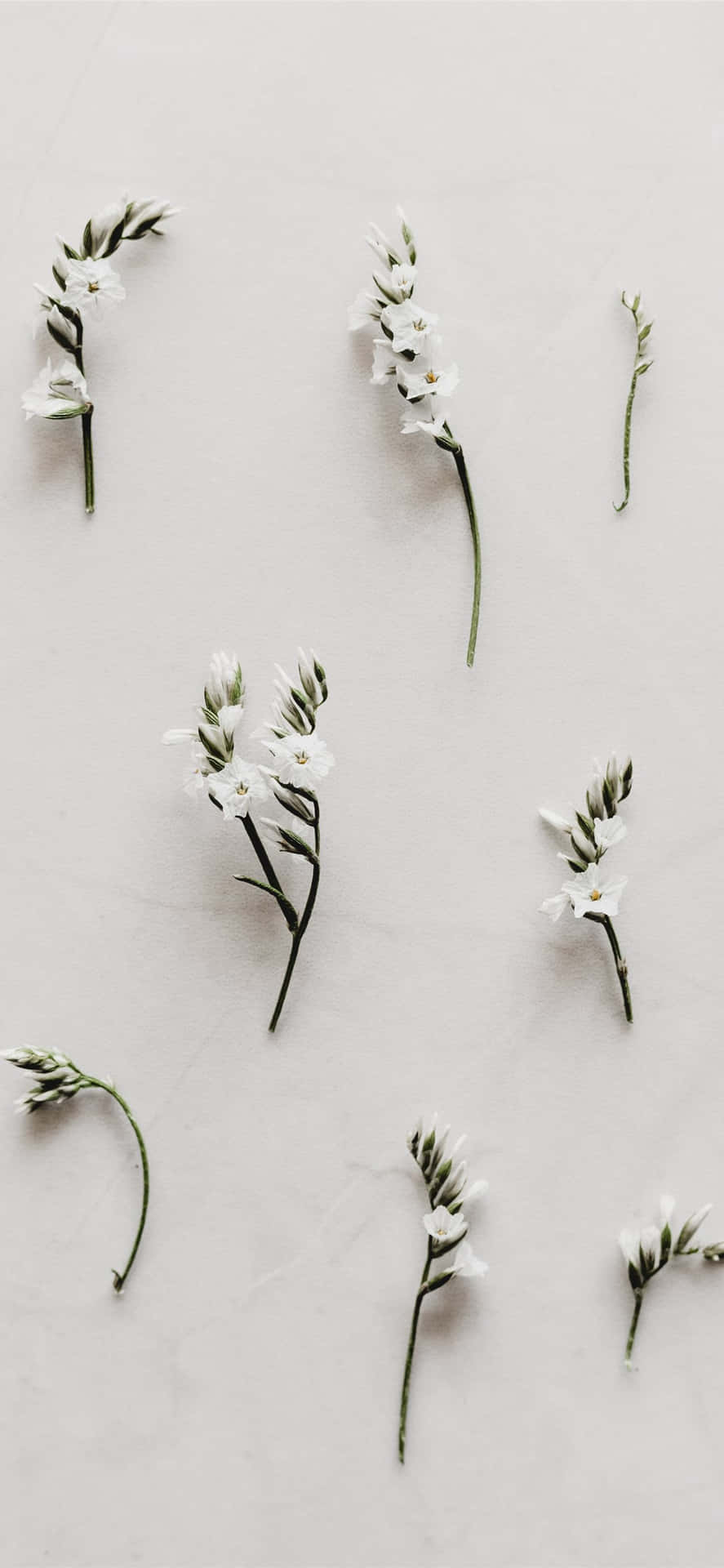 White_ Floral_ Arrangement_ Minimalist_ Background Wallpaper