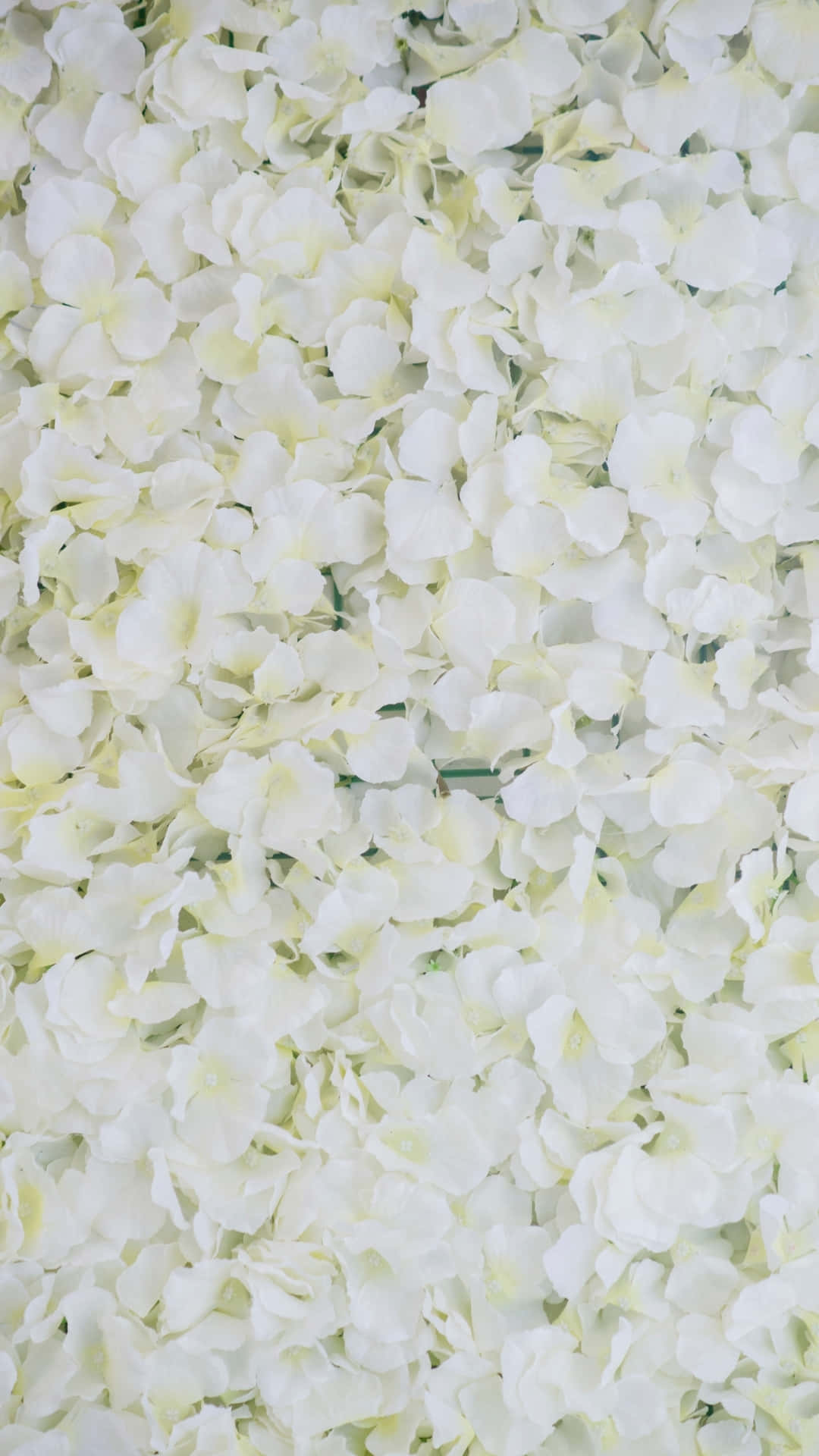 Download White Floral Backdrop Wallpaper | Wallpapers.com