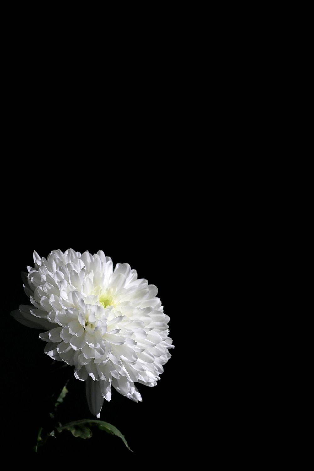 White Floral On Dark