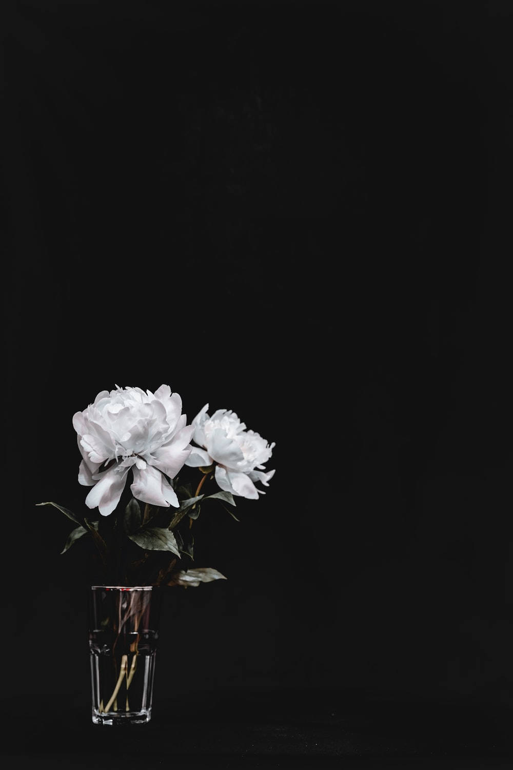 White Floral On Glass Dark Background