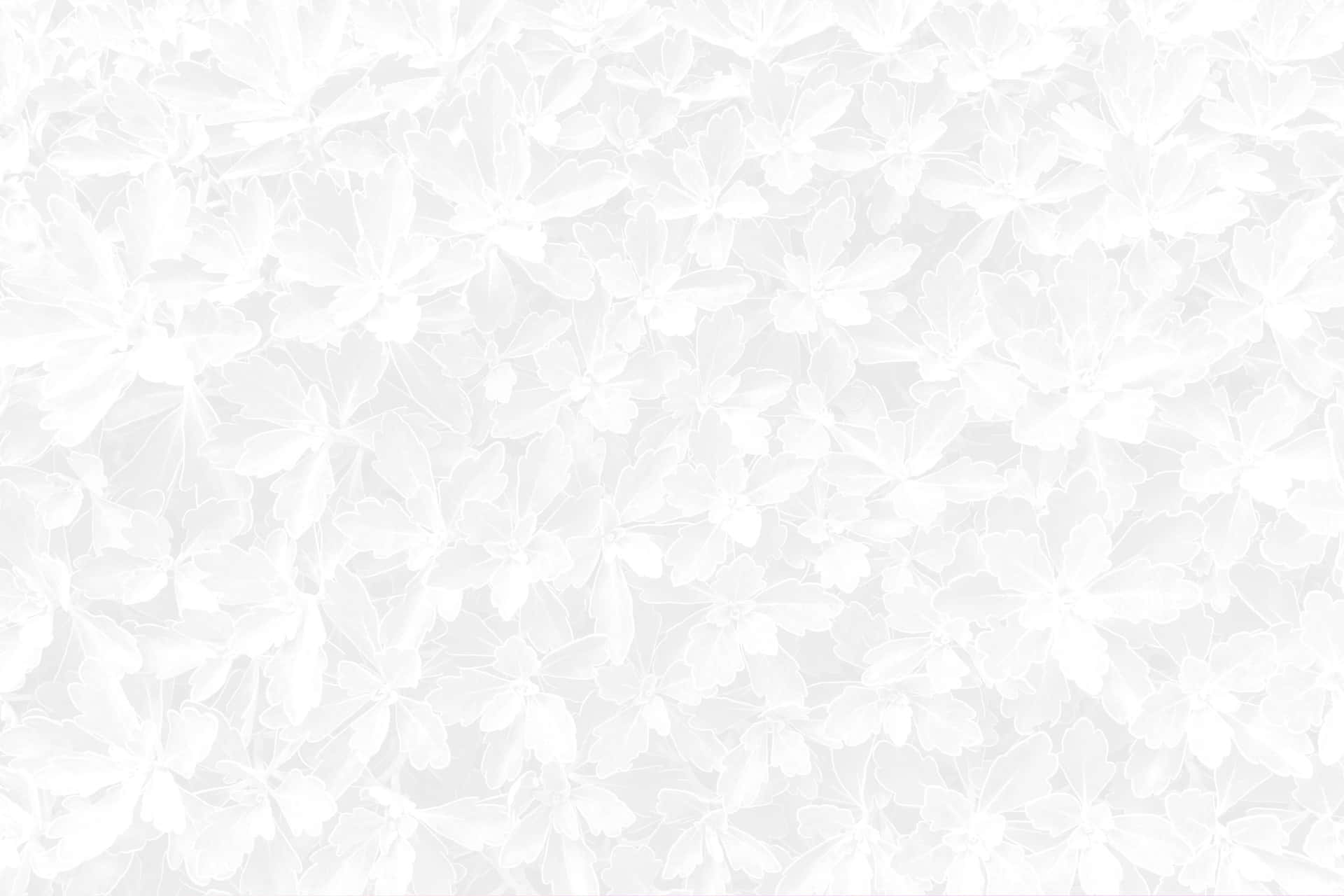 White Floral Pattern Background Wallpaper