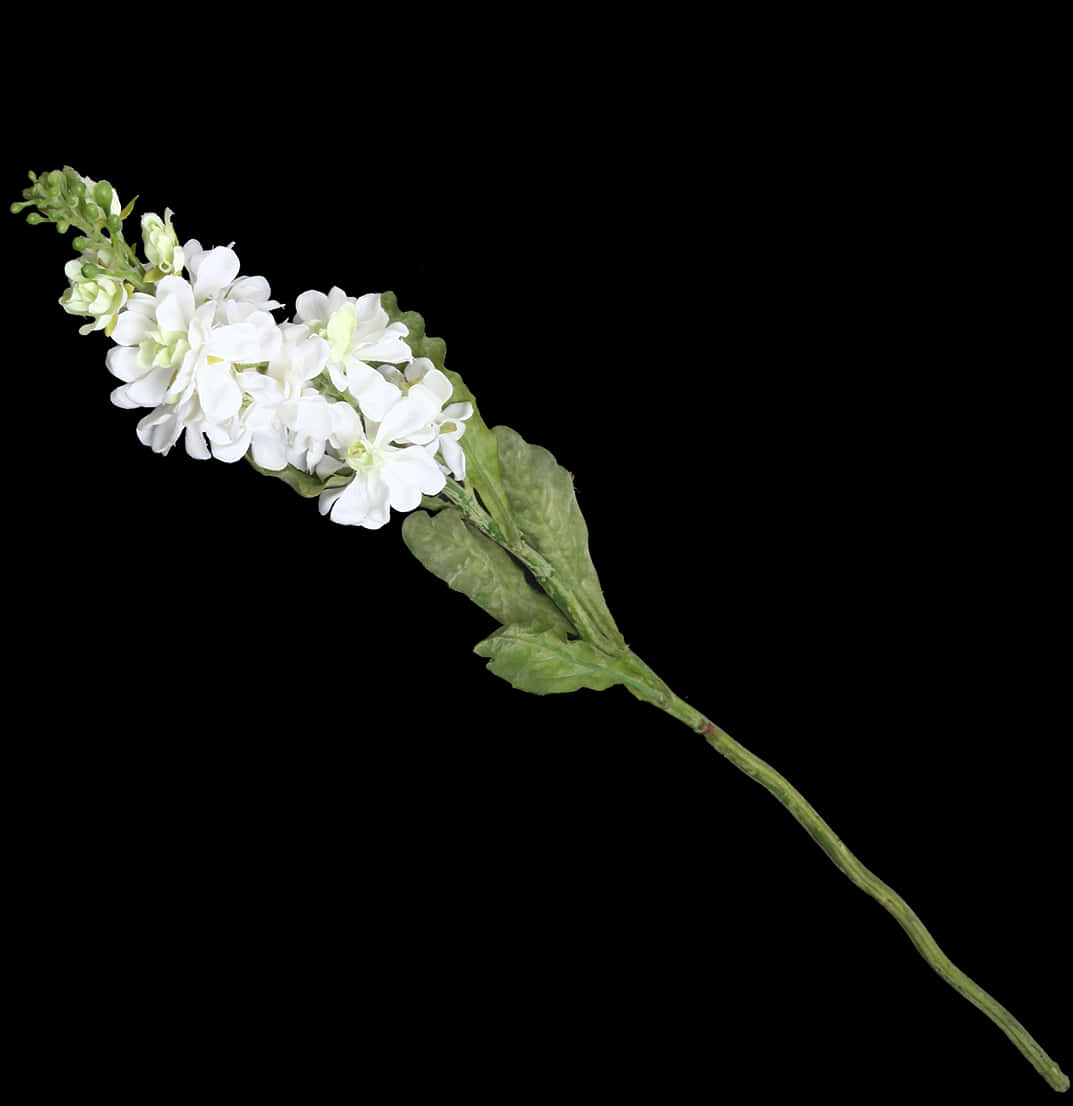 White Floral Sprigon Black Background PNG