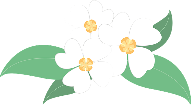 White Floral Vector Illustration PNG